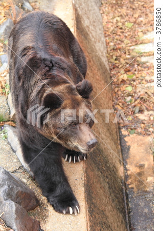 brown bear, ussuri brown bear, savage beast 3786850