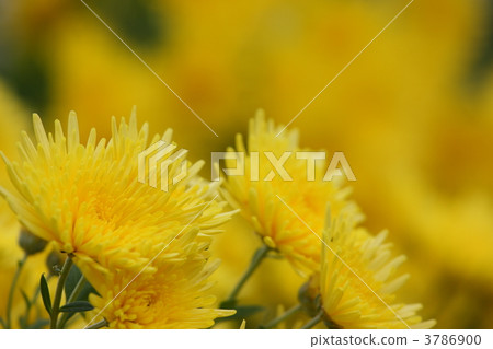 菊花 菊花 3786900