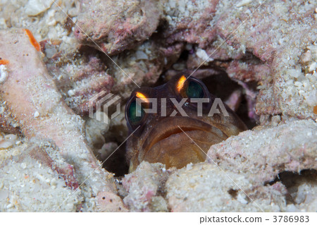 大顎魚 嵌套孔 警覺 3786983