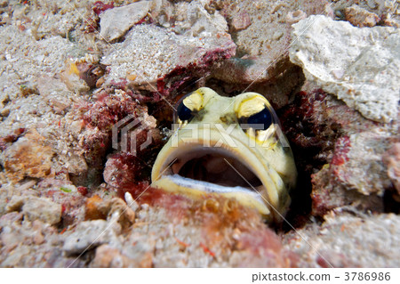 jawfish, stalix histrio, very open eyes 3786986