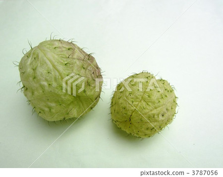 綠色水果水果 3787056