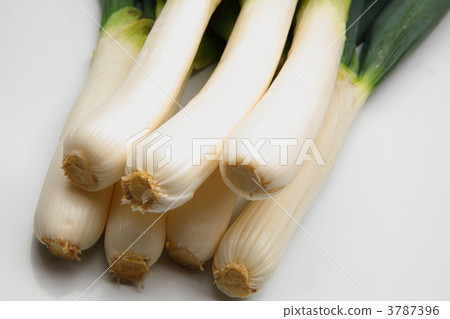 Shimoda Negi Shimoda Negi 3787396