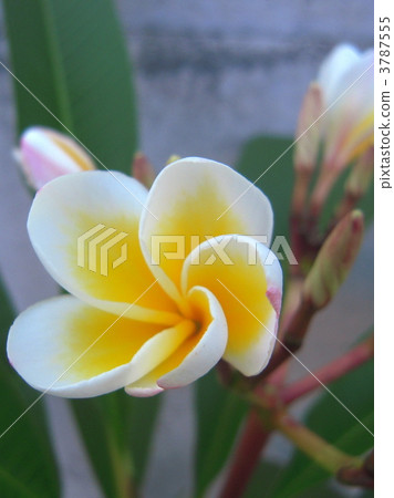 Plumeria flowers Plumeria flowers 3787555