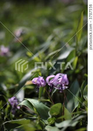 Flowers of Okinawa Flowers of Okinawa 3787556