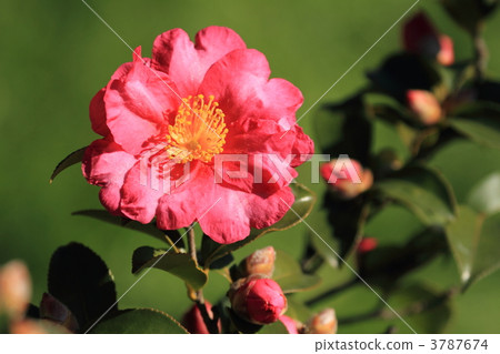 Red flowers and buds of Senjin Park 3787674