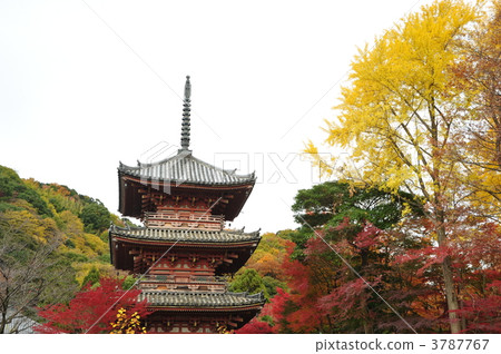 Autumn leaves of Kyoto Hojirushiji 3787767
