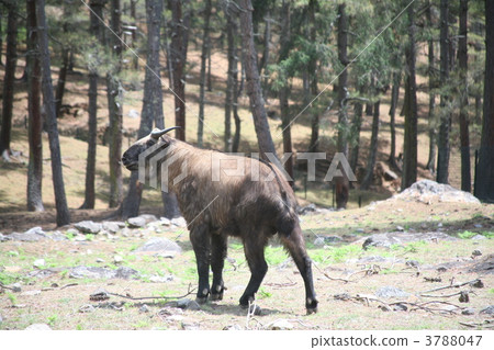 不丹王國的國家野獸羚牛 3788047