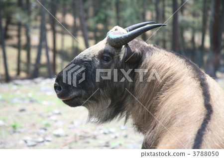 不丹王國的國家野獸羚牛 3788050