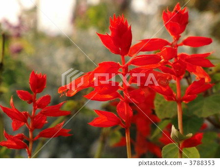 丹參 丹參 3788353