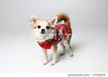 toy dog, small-breed dog, chihuahua 3788820