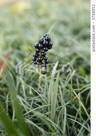 Grass seed 3788952