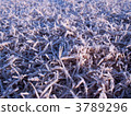 hoarfrost, lawn, botanic 3789296