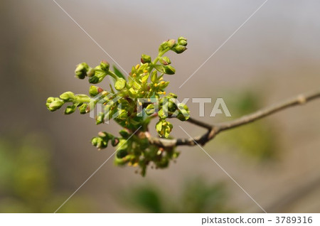 Early Spring Flowers ~ Kokesagi ~ Early Spring Flowers ~ Kokesagi ~ 3789316