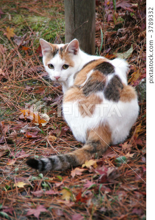 Autumnal leaves and three tortoised cats Autumnal leaves and three tortoised cats 3789332