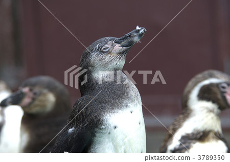 洪堡企鵝 3789350