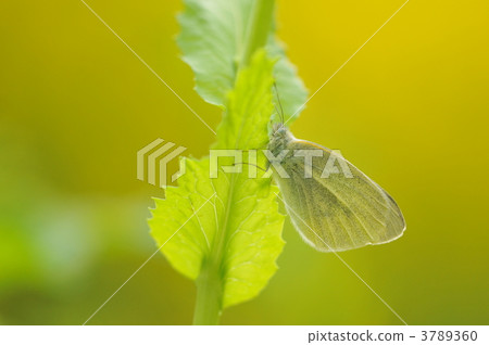 Spring awakening ~ monstrochu ~ Spring awakening ~ monstrochu ~ 3789360