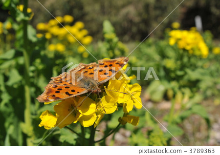 Kitatteha和油菜花 Kitatteha和油菜花 3789363