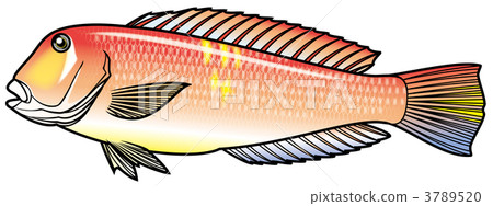 鹹水魚 海水魚 海魚 3789520
