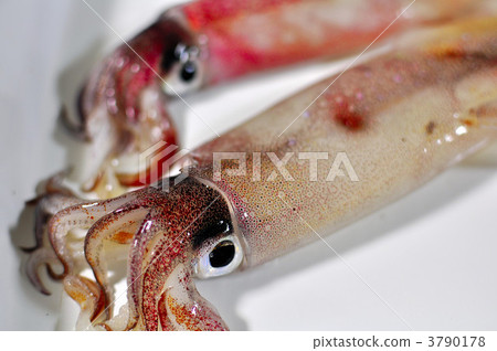 Squid 3790178
