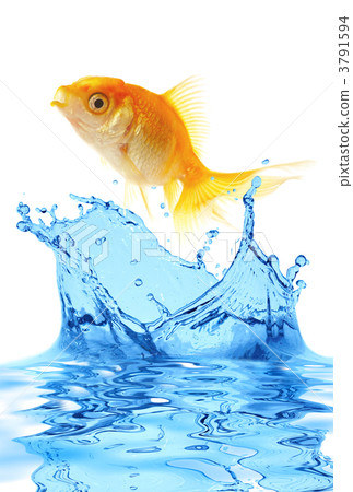 The gold small fish 3791594