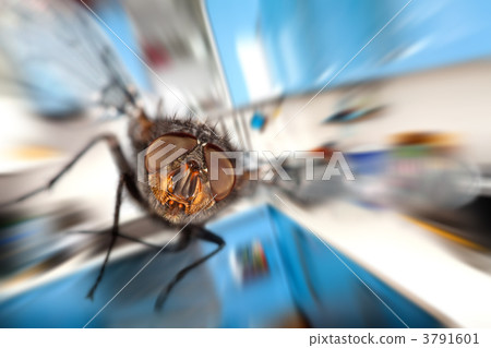 housefly  Flying in kitchen 3791601