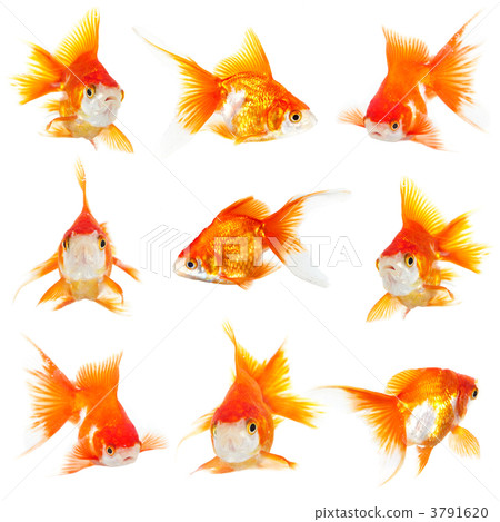 Gold small fishs 3791620