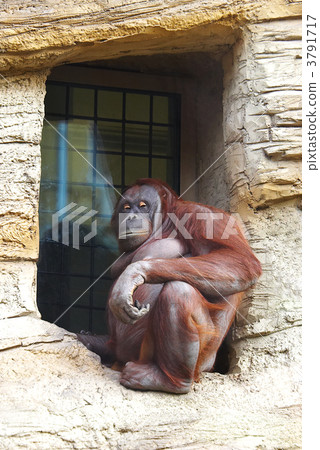 monkey 3791717
