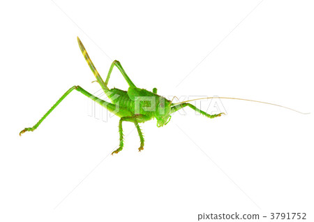 Green grasshopper ... 3791752
