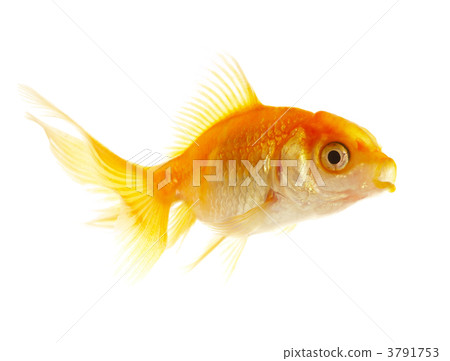Gold small fish 3791753