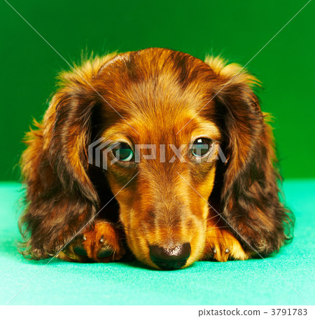 puppy dachshund 3791783
