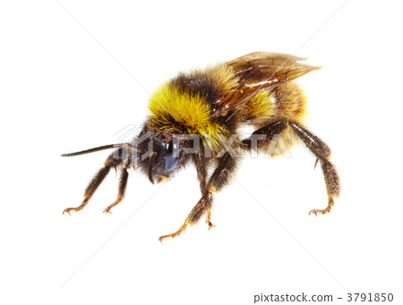 bumblebee bumblebee 3791850