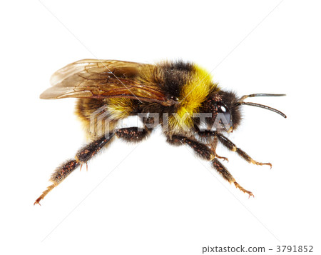 bumblebee bumblebee 3791852