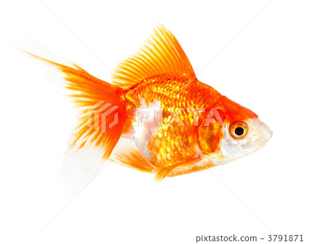 Gold small fish 3791871