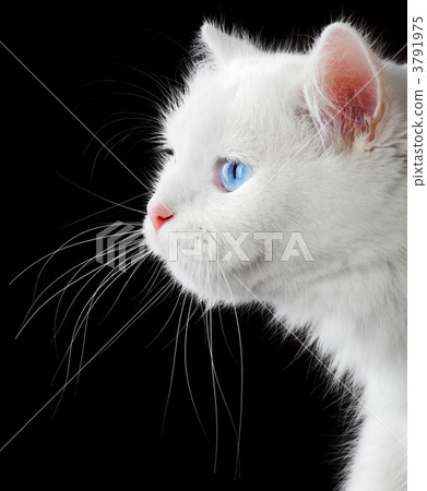 Portrait of a white cat 3791975
