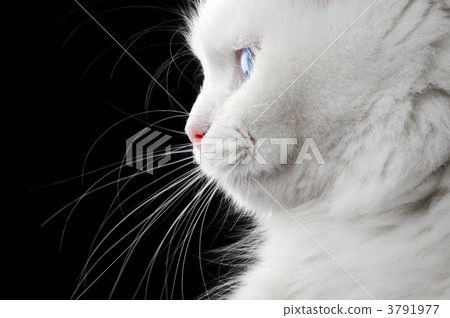 Portrait of a white cat 3791977