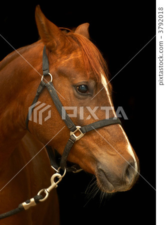Portrait of a horse on a black background. Portrait of a horse on a black background. 3792018
