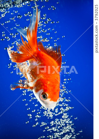 goldfish goldfish 3792025