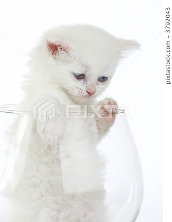 White kitten in a glass wine glass. White kitten in a glass wine glass. 3792043
