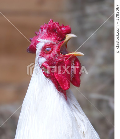 rooster 3792067