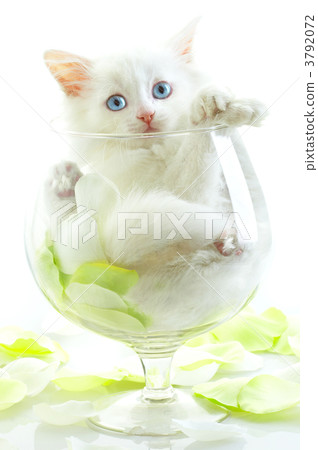 White kitten with blue eyes. 3792072
