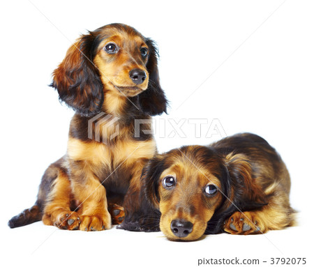 puppys dachshund puppys dachshund 3792075
