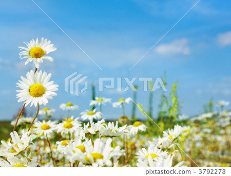 ox-eye daisy ox-eye daisy 3792278