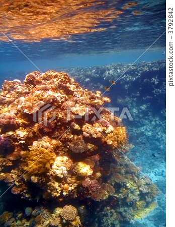 Coral reef in Red sea 3792842