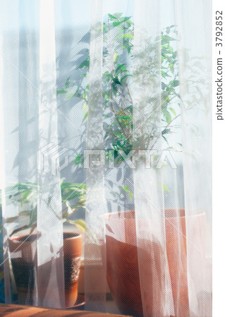 Flower on a window sill 3792852