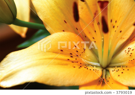 Yellow Tiger Lily Yellow Tiger Lily 3793019