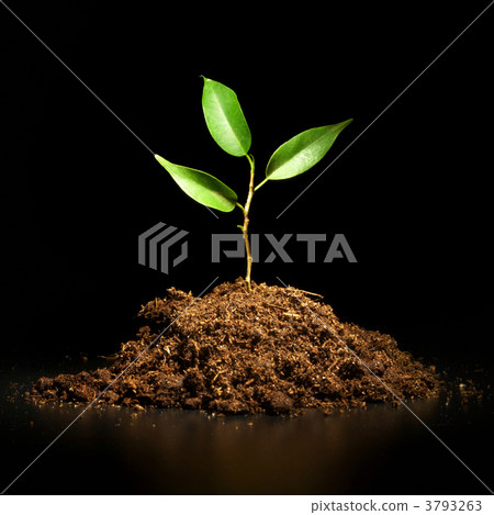 Young sprout on a black background Young sprout on a black background 3793263