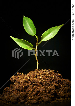 Young sprout on a black background 3793264