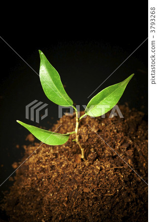 Young sprout on a black background Young sprout on a black background 3793268