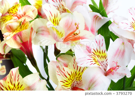 orchid orchid 3793270