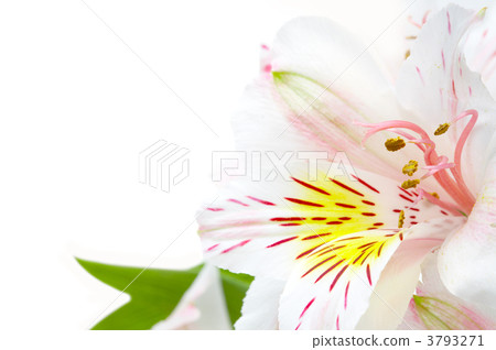 orchid orchid 3793271